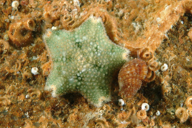 Asterina gibbosa e Asterina panceri